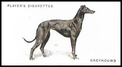 15 Greyhound
